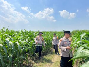 Cek Tanaman Jagung, Polsek Krembung Berharap Dongkrak Ketahanan Pangan