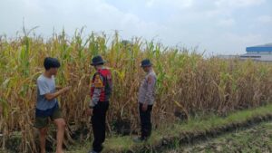 Cek Lahan Jagung Siap Panen di Balongbendo Sidoarjo, Dukung Swasembada Pangan 2026
