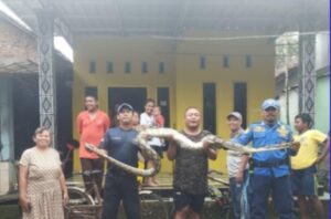 Aksi Heroik Damkar Mojoagung Taklukkan Ular yang Resahkan Warga Dukuhsanan