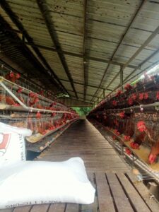 SKANDAL PETERNakan AYAM PETELUR: Uang Suap Bertebaran, Aturan Dijadikan Mainan!